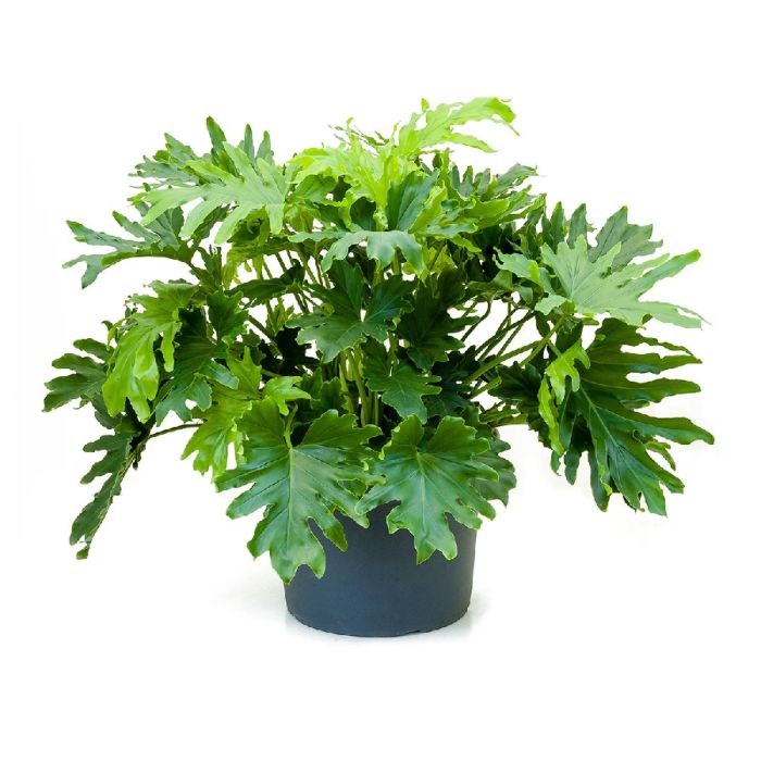 Philodendron Sellow 30/90