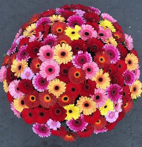 95 Gerbera Mix in a basket