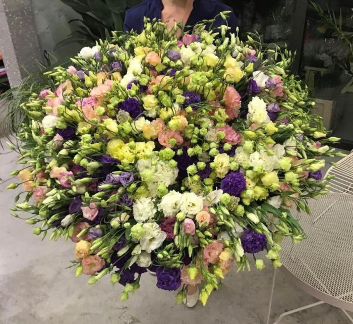 151 Eustoma Mix