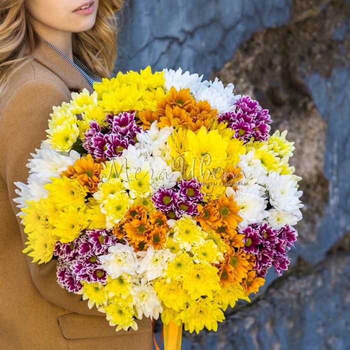 25 Bush Chrysanthemums Chamomile Mix