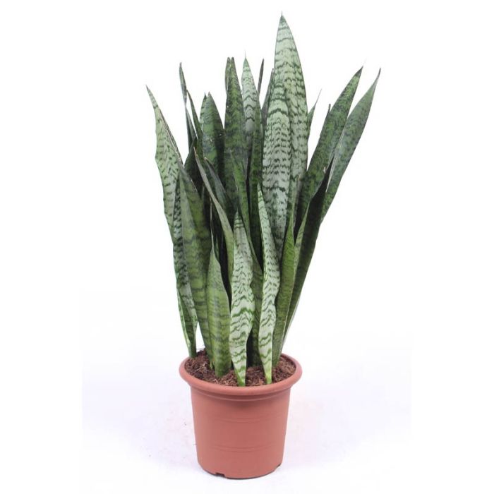 Sansevieria zeylanica 25/85