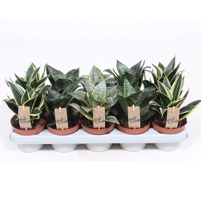 Sunsevieria Hanni Assorted 12/20