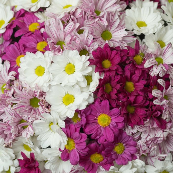 31 Bush White-Pink Chrysanthemum