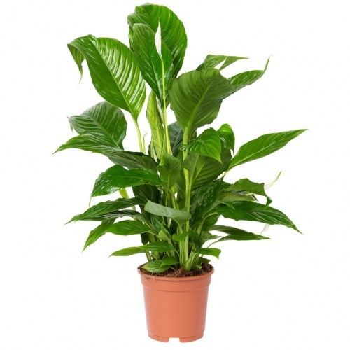 Spathiphyllum Sweet Lauretta 21/95