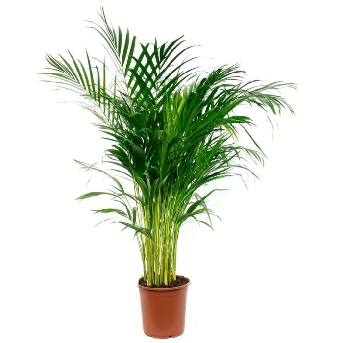 Chrysalidocarpus areca 21/110