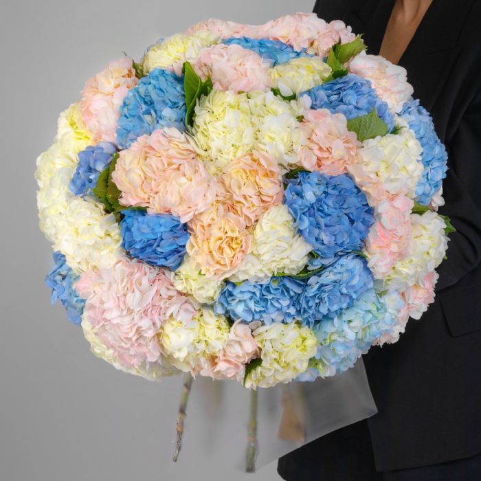 45 Hydrangeas Mix