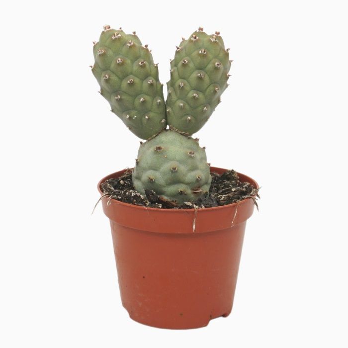 Tephrocactus articulatus 9/12