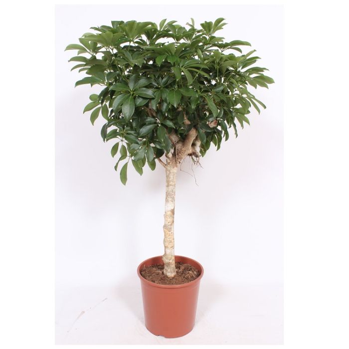 Schefflera compacta trunk 30/120