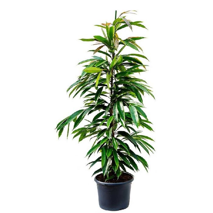 Ficus Amstel King 27/150