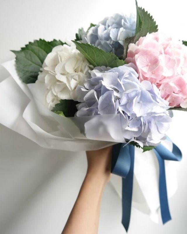 5 Delicate Hydrangeas