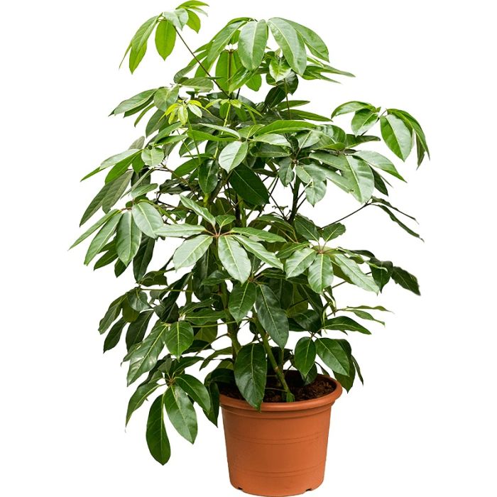 Schefflera amata 3 trunks 30/110