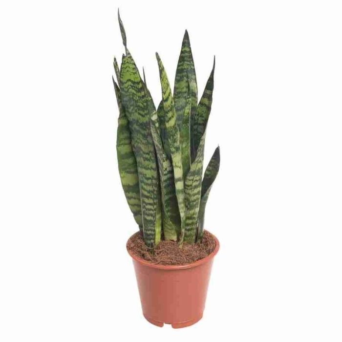 Sansevieria Zeylanica 17/55