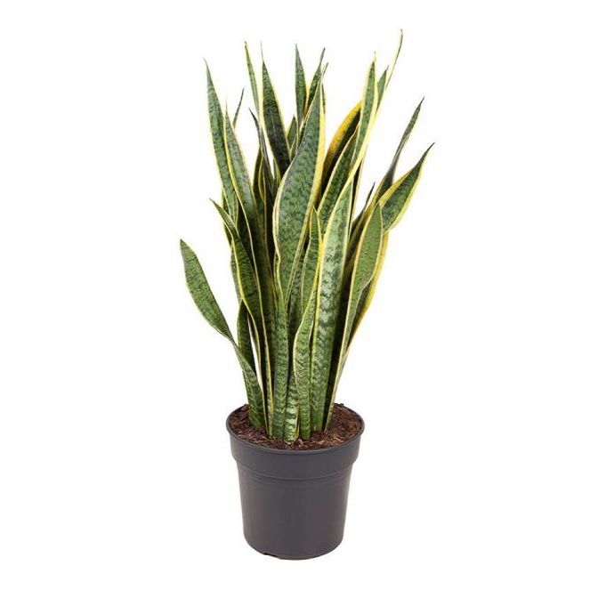 Sansevieria Laurenti 25/90