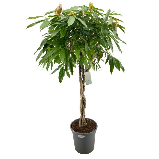 Ficus Amstel King twist 32/150