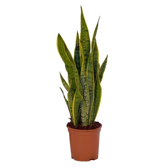 Sansevieria Laurenti 17/70