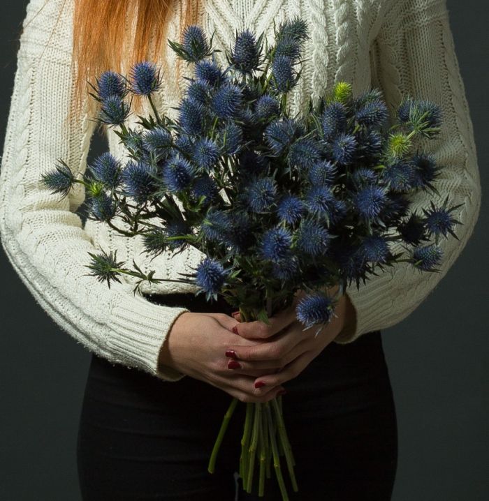 9 Eringiums dried flowers