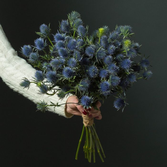 25 Blue Eryngiums in a box dried flowers