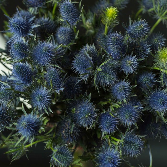 25 Blue Eryngiums in a box dried flowers