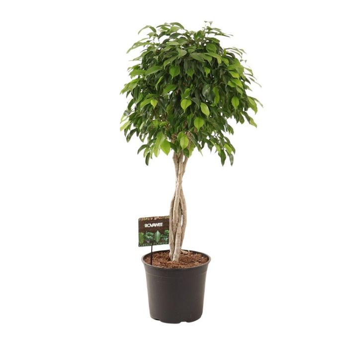 Ficus columnar twist 27/120