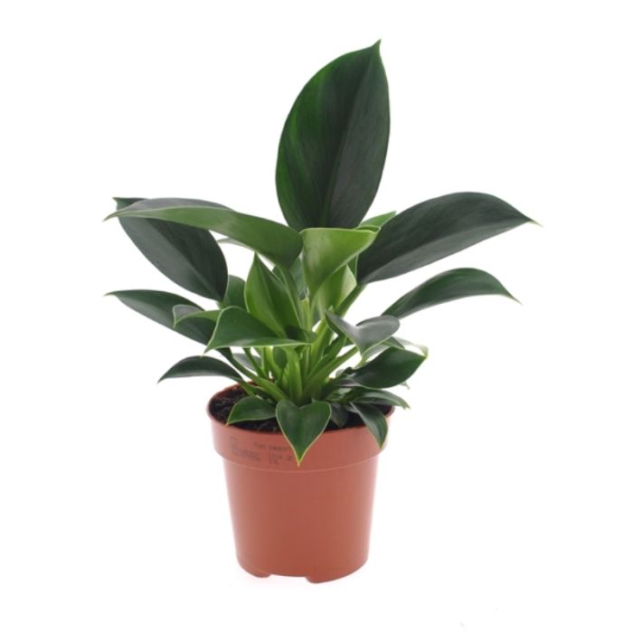 Philodendron Green Princess 12/25