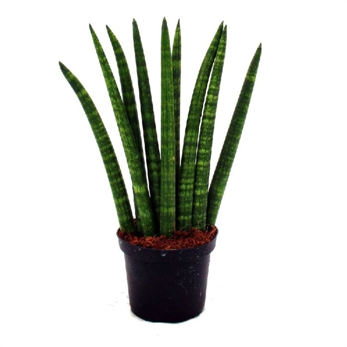 Sansevieria Cylindrical 12/35