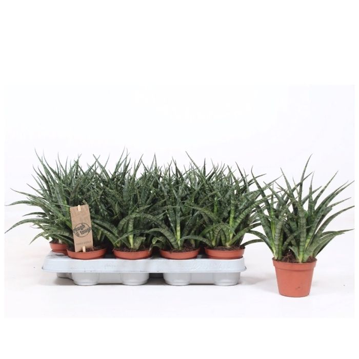 Sansevieria Fernwood Punk 12/35