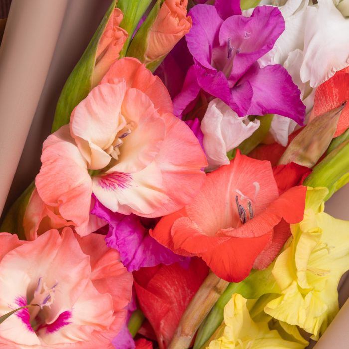 Bouquet of flowers Т5 Multicolored GladiolusesУ