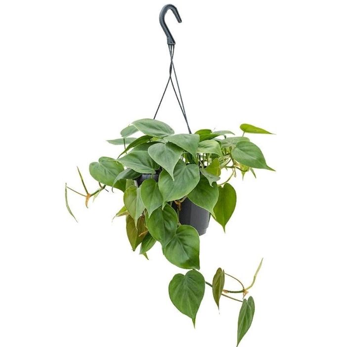 Philodendron scandens subv.   15/35