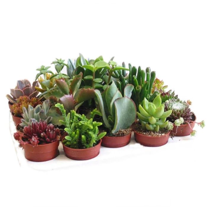 Succulent assortment 6/8