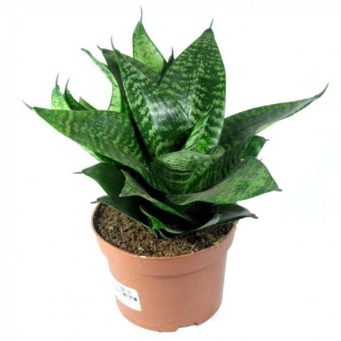 Sansevieria Hunny Green 10/20