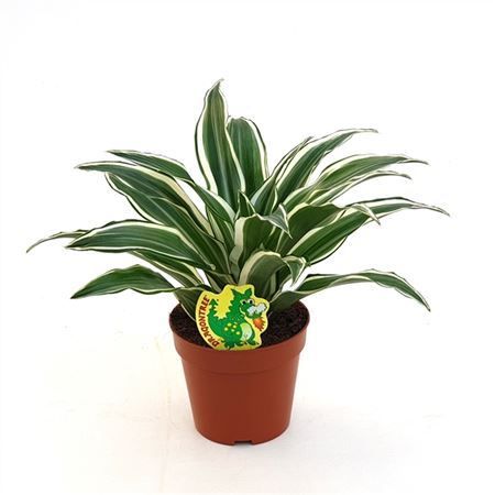 Dracaena White Jewel 12/25