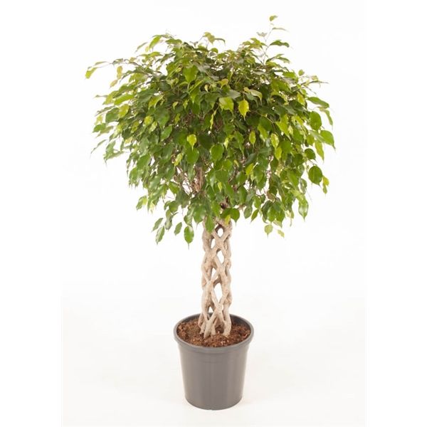 Ficus Benj.Exotica Cocker 30/140