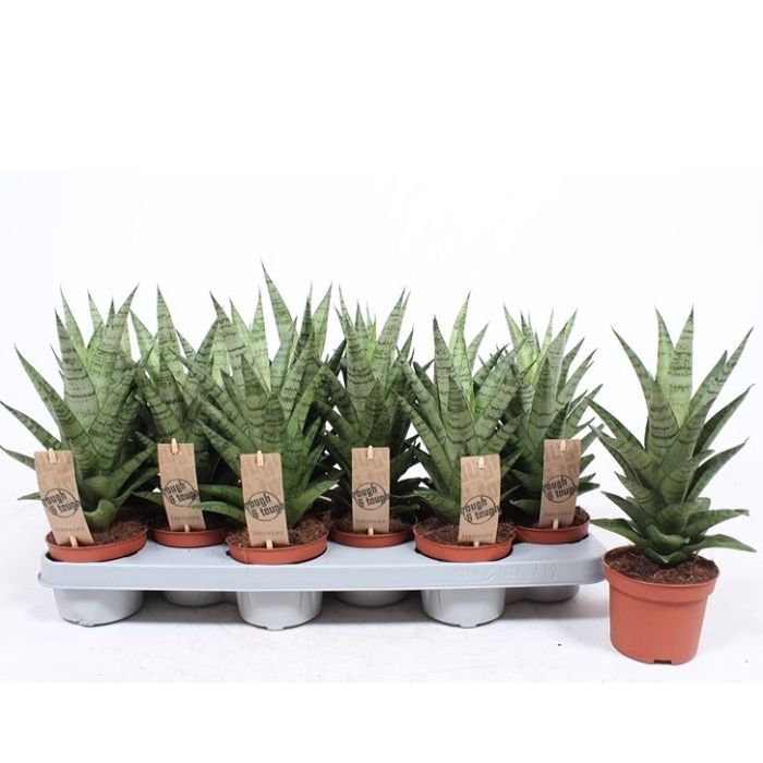 Sansevieria Tuff Lady 10/30