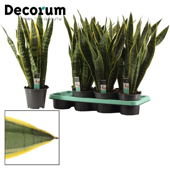 Sansevieria Laurenti 12/45