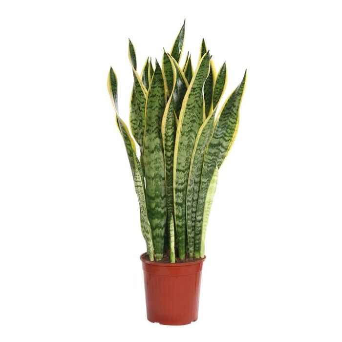 Sansevieria Laurenti 21/80