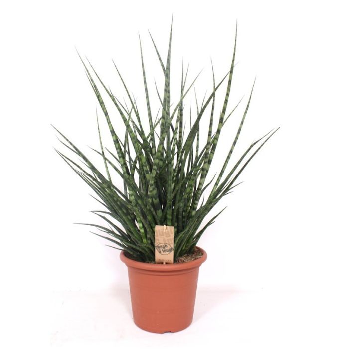 Sansevieria Fernwood Punk 25/110