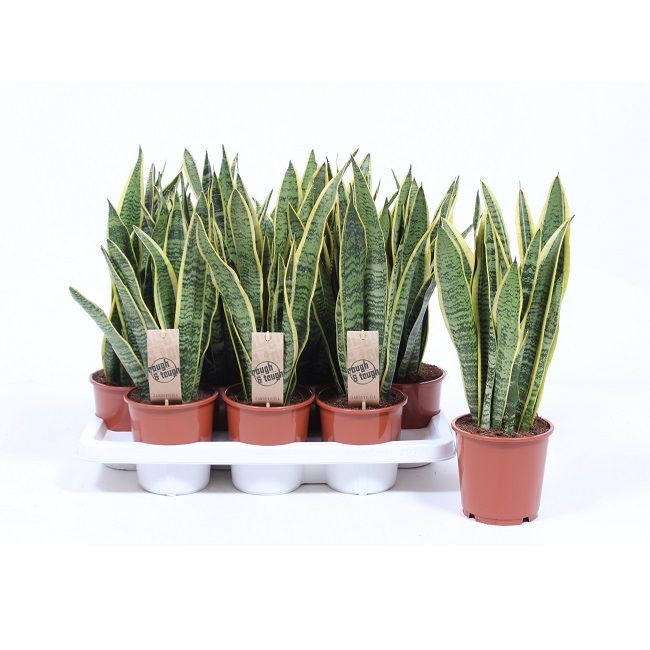 Sansevieria Laurenti 14/40