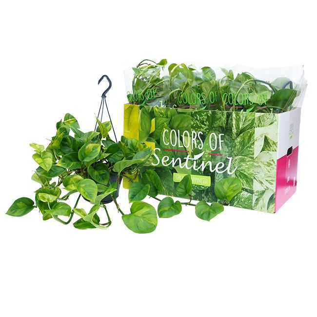 Scindapsus global green podv 15/55