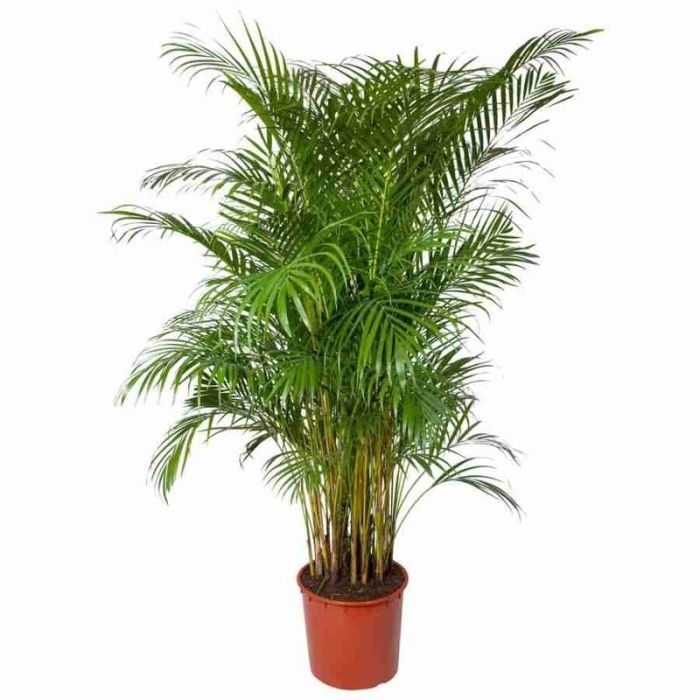 Chrysalidocarpus areca 40/220