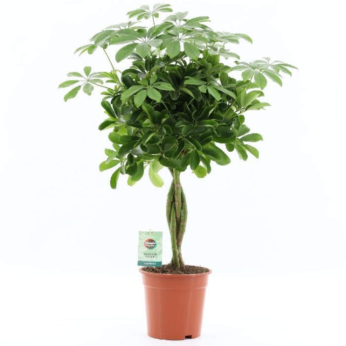 Schefflera Nora twist 19/75