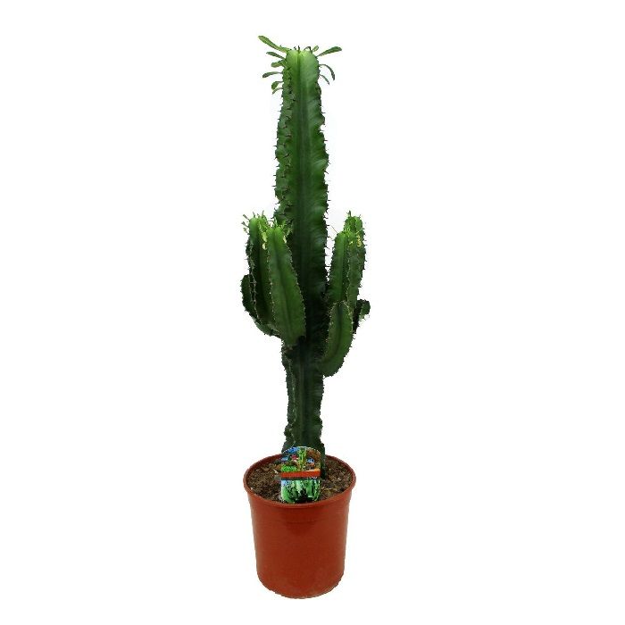 Euphorbia Abyssiniana 22/90