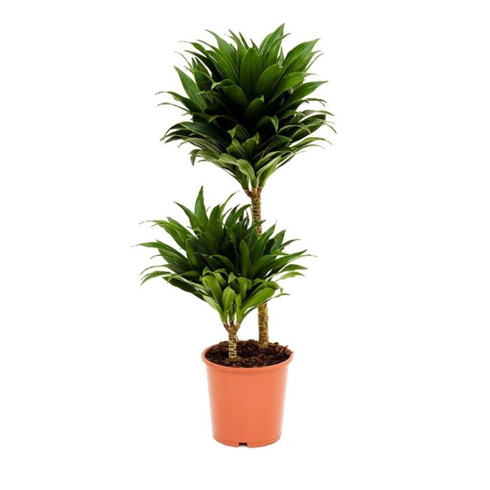 Dracaena Compacta 2st 19/80