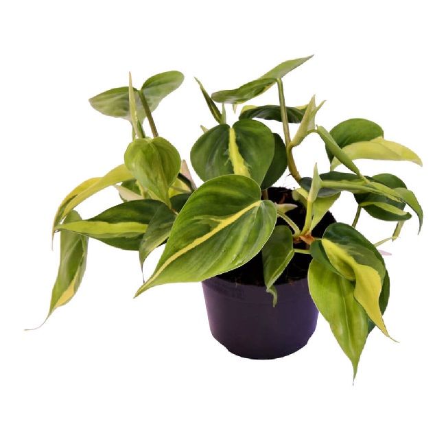 Philodendron brasil 12/25