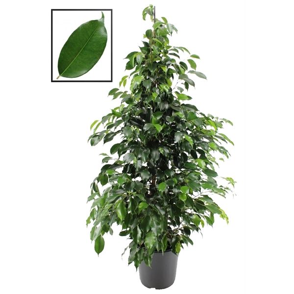 Ficus Benj.Daniel 27/140