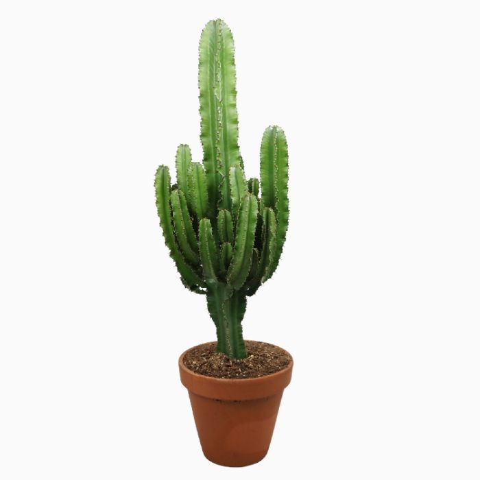 Euphorbia Abyssiniana in ceramic 27/100