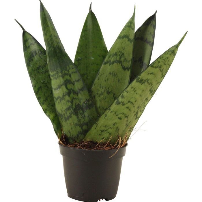 Sansevieria Zeylanica Fan 14/45