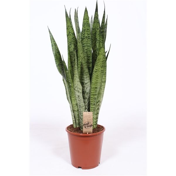 Sansevieria zeylanica 17/65