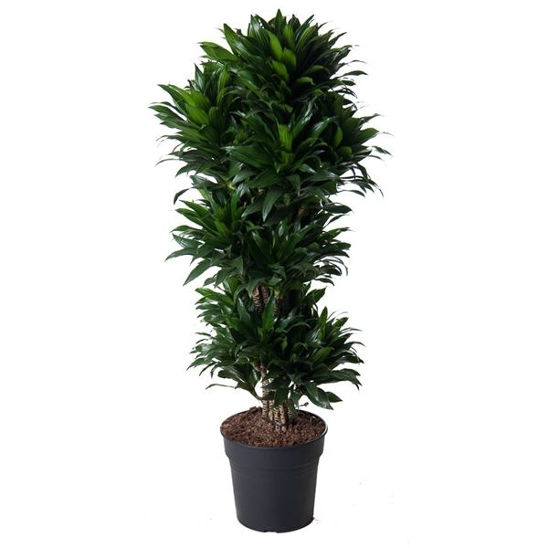 Dracaena compacta brunch.  32/130