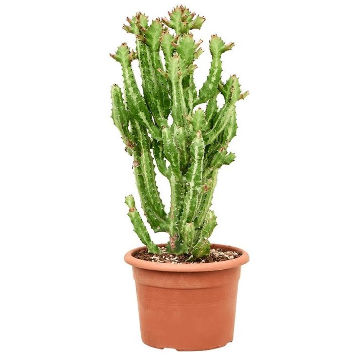 Euphorbia Lactea 27/75