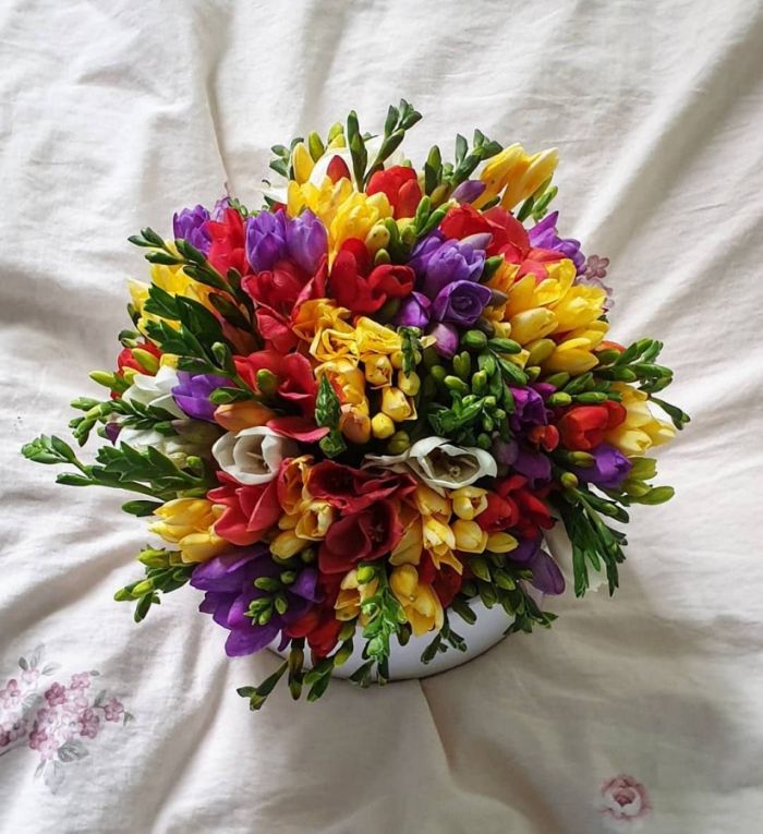 49 Freesia Mix in a box